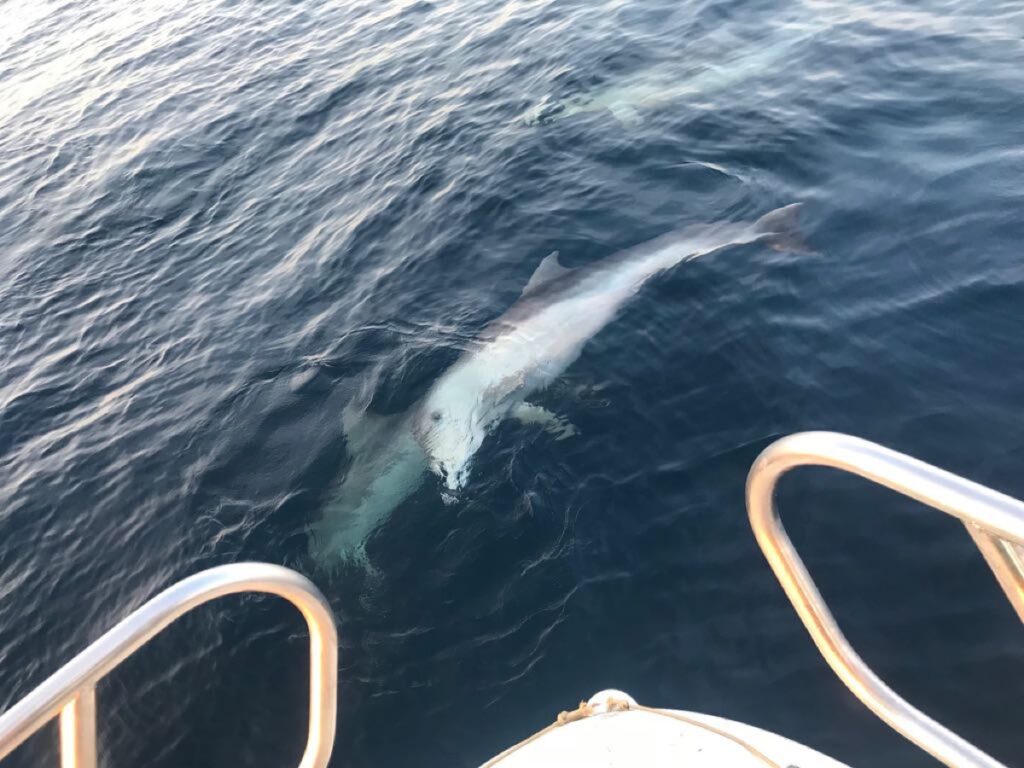teo-boat-dolphin-tour-brijuni-04